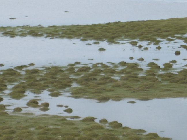  2006:09:03 22:54:59   Wetlands adjacent to Beach Ridge Outcrop - East Side of Lake.jpg